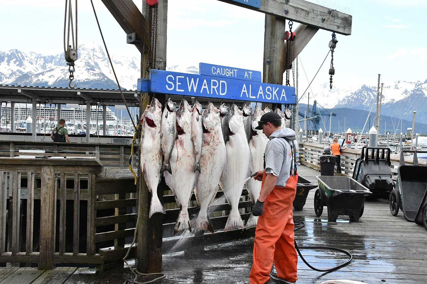 Fisherman in Seward, Alaska